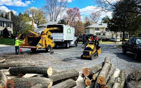 Why Choose Our Tree Removal Services in Lucerne Valley, CA?