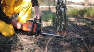 Best Tree Maintenance Programs  in Lucerne Valley, CA