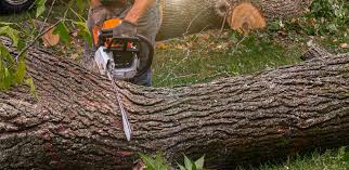 Professional  Tree Services in Lucerne Valley, CA